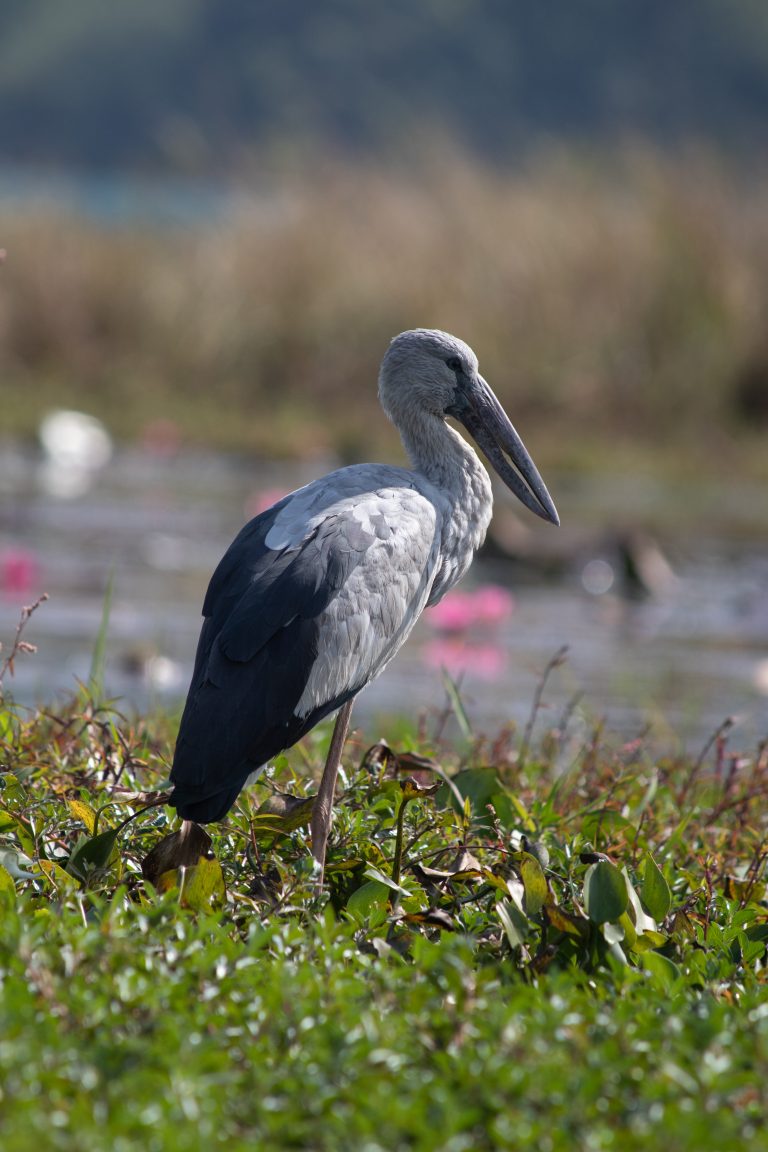 Asian Openbill