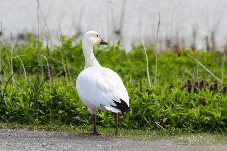 Snow Goose