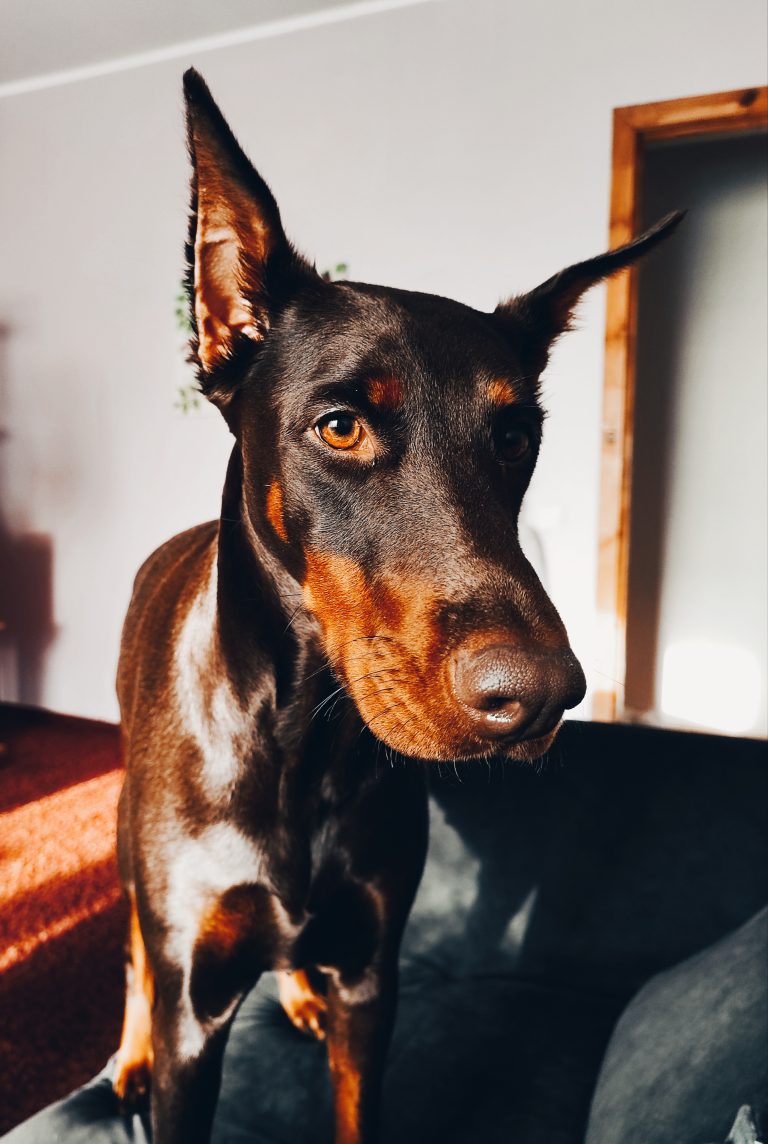 Dog breed Doberman