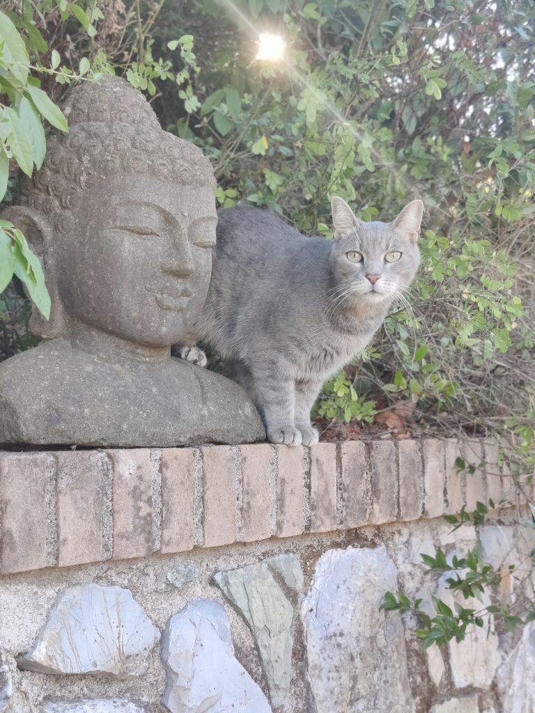 Grey cat next to a buddha head statue