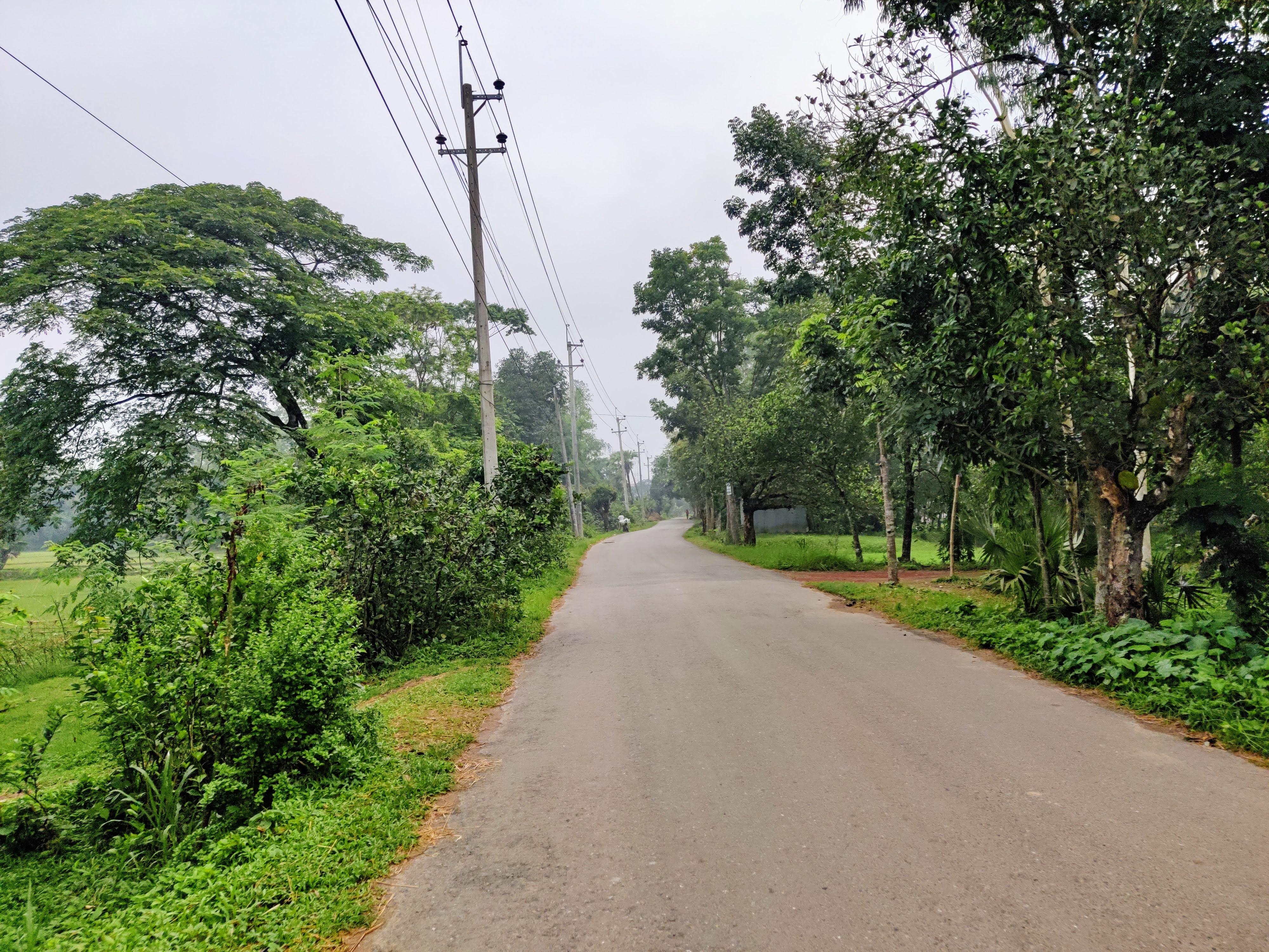 A summer morning in Kapasia, Gazipur.