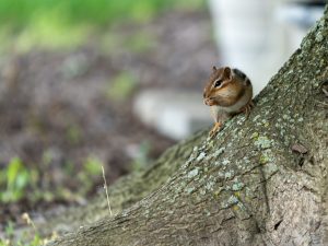 Chipmunk on a tree root
