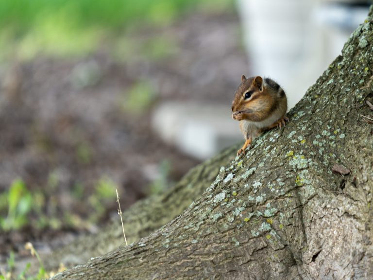 Chipmunk on a tree root