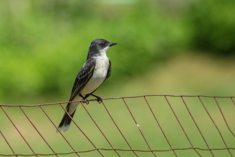 <p>Eastern Kingbird on fence</p>
