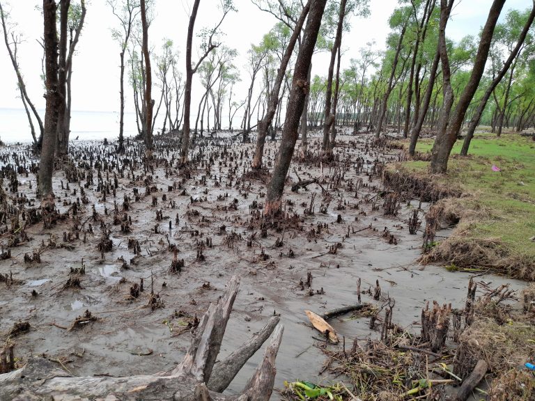 Beautiful beach trees