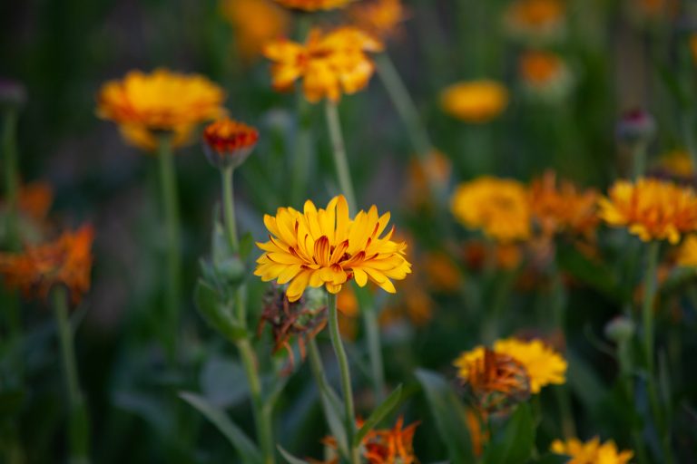 Pot Marigold