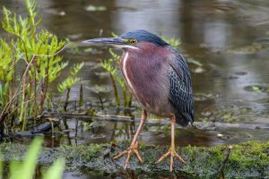 Green heron in swamp