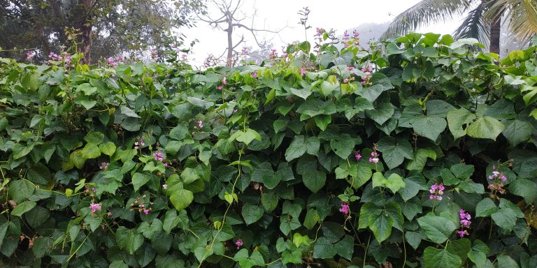 Bean flowers, Bean Tree, Village , Rural area, Village Photo