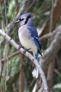 View larger photo: Blue Jay in pine tree