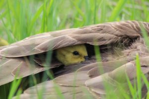 Gosling under its mother's wing (Canada Geese)