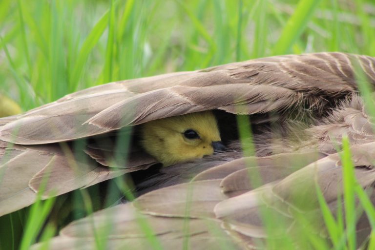 Gosling under its mother’s wing (Canada Geese)