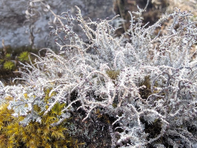 Frozen snow tree