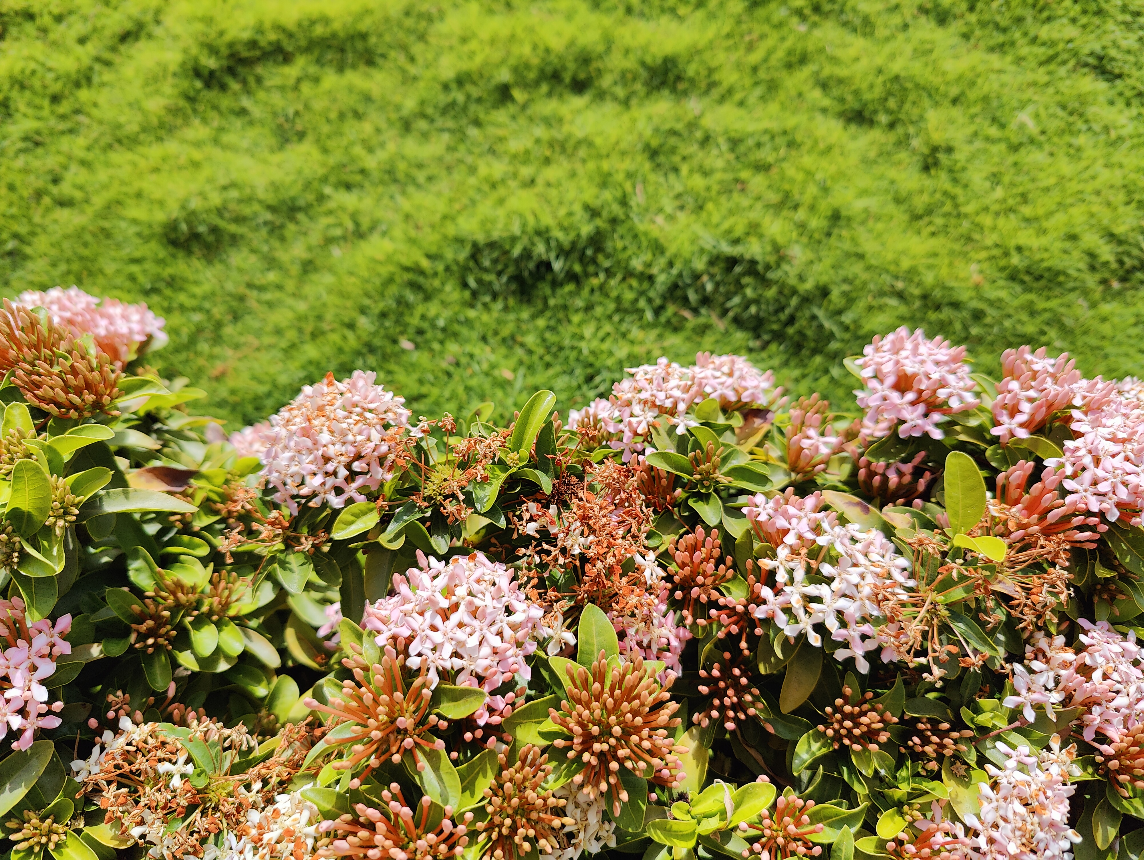 Flowers and grass seems different but yet are best friends. Both complements each other very well with contrasting nature.