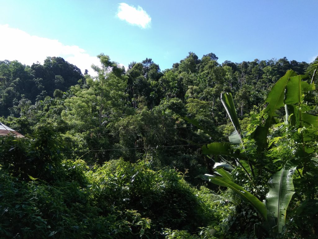 Natural view at Sylhet, Bangladesh