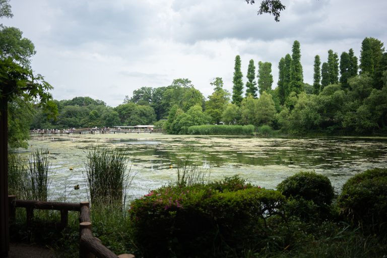 Lake Inokashira at Kichijoji, Tokyo, Japan.