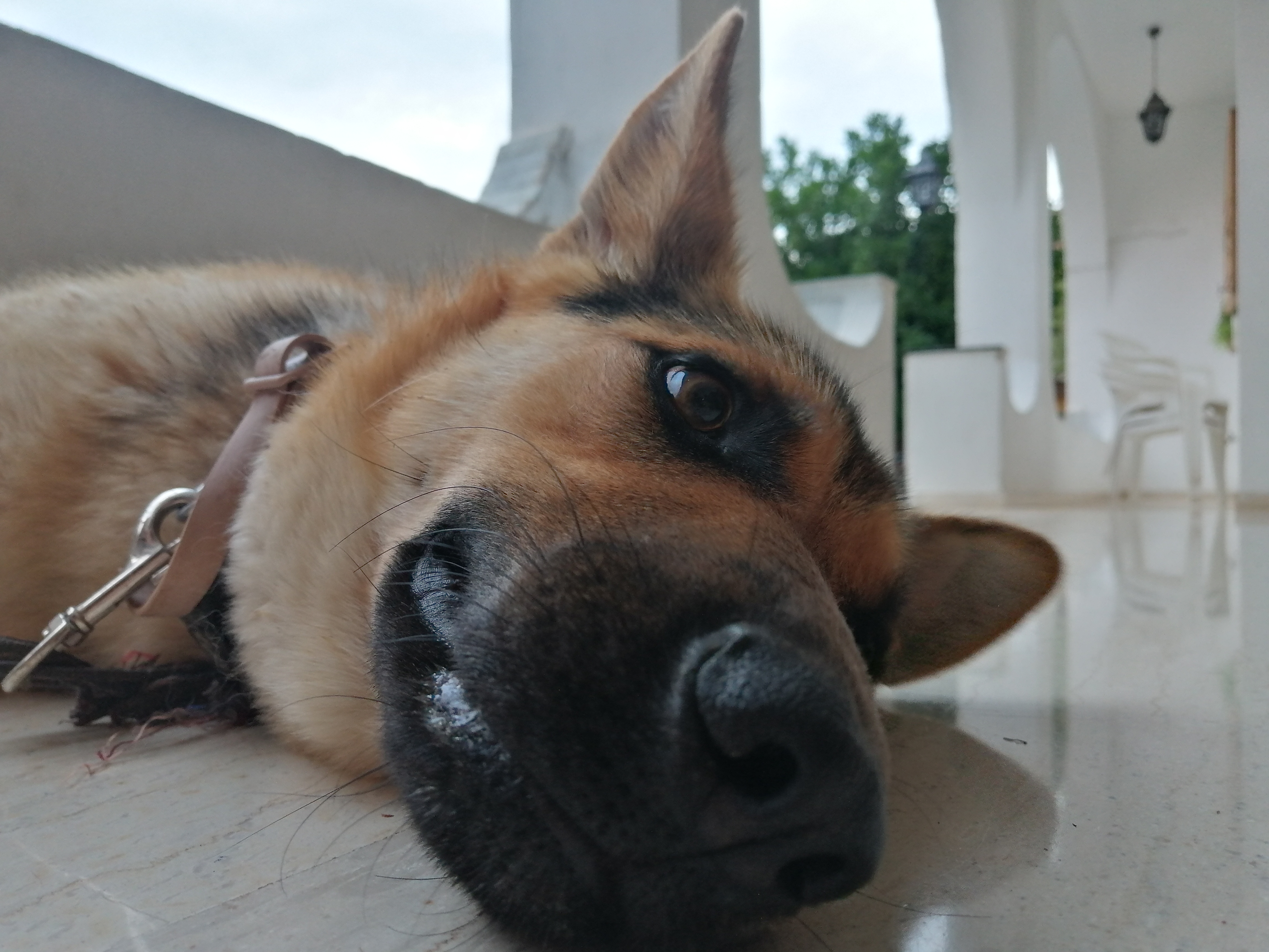 Sleepy Dog lying down on the floor.