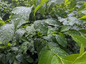 Water Drops on leafy green plants
