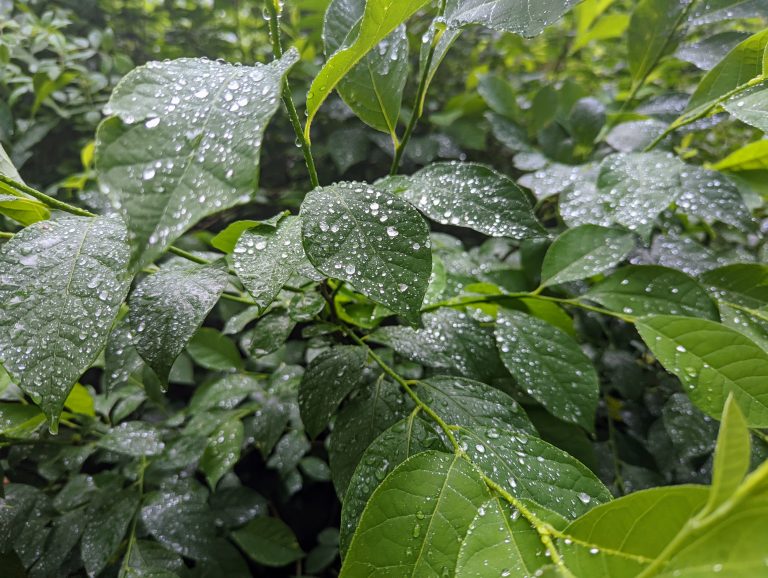 Water Drops on leafy green plants