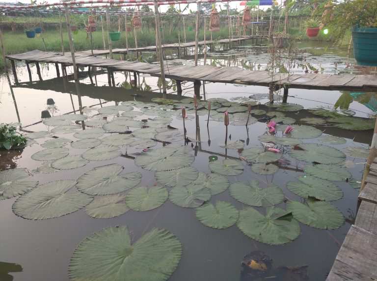 Lily in pond in front of a restaurant