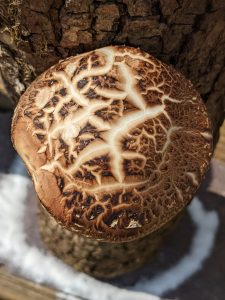 Shiitake mushroom
