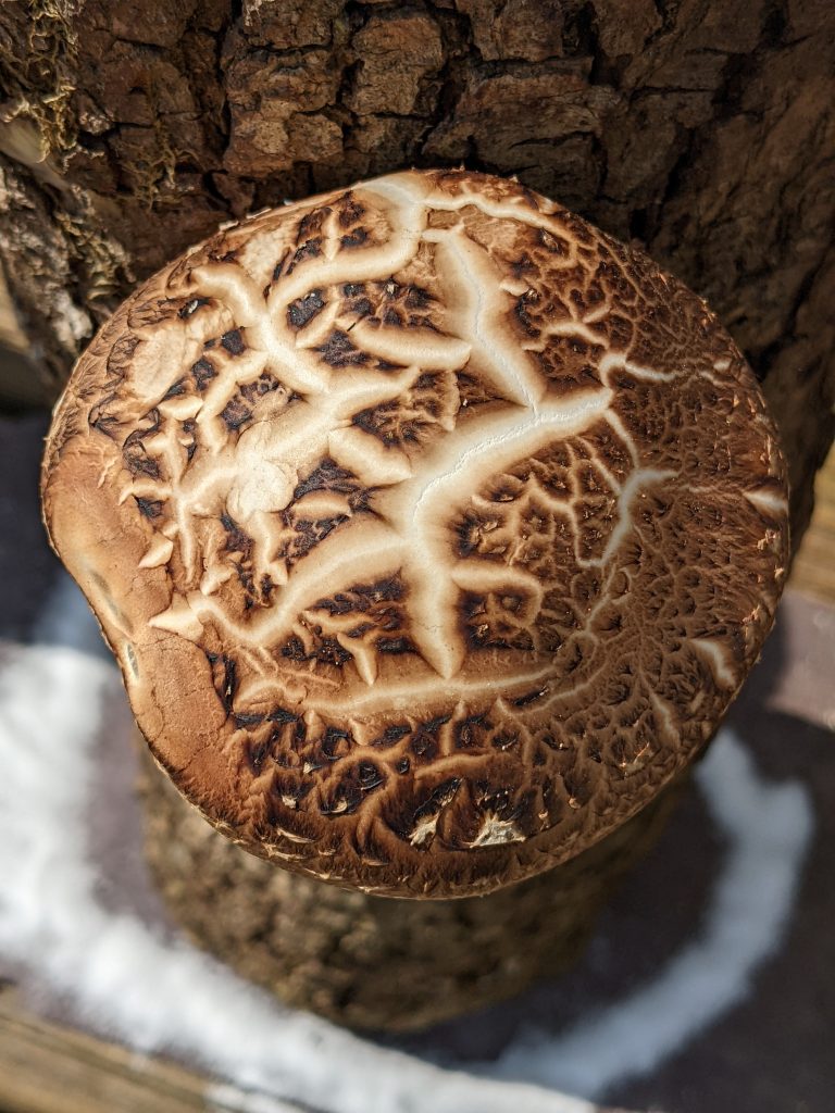 Shiitake mushroom