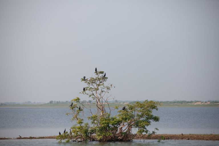 Tanguar Haor Landscape