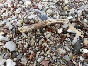 Piece of wood lying on the beach.