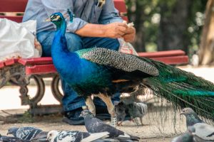 Peacock being fed at Super Bock Arena in Porto, Portugal