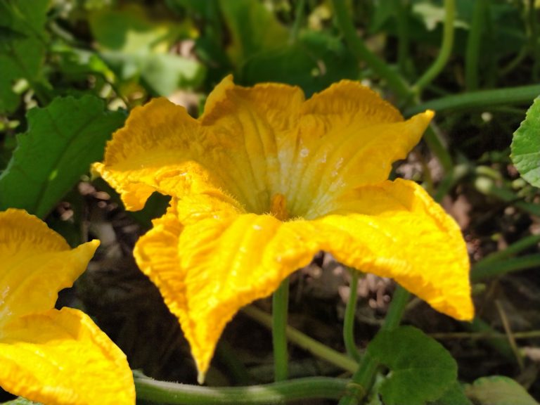 Golden flower of Crookneck pumpkin, Cucurbita moschata. Cucurbita moschata is a species originating in either Central America or northern South America.