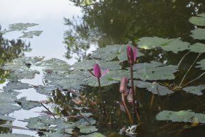 A bunch of water lillies