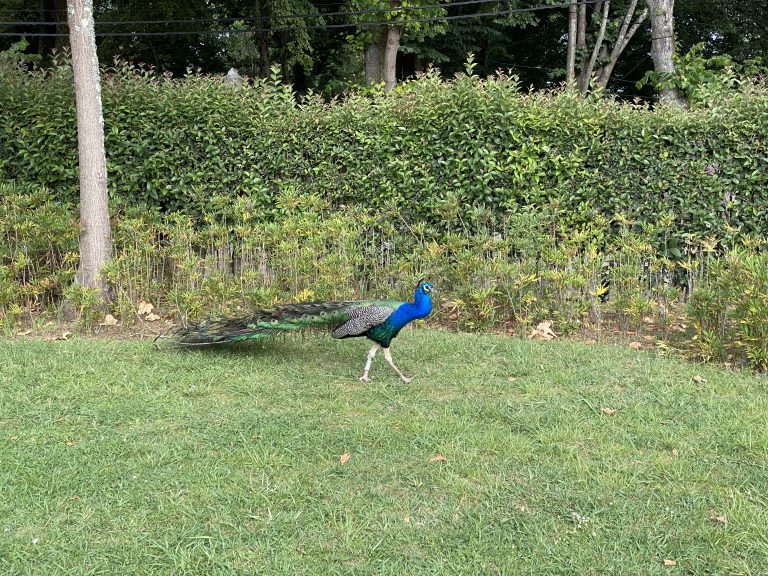 Peacock in garden outside Super Bock Arena in Porto, Portugal