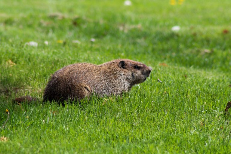 groundhog in cemetery