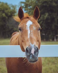 A horse looking at the camera over a fence
