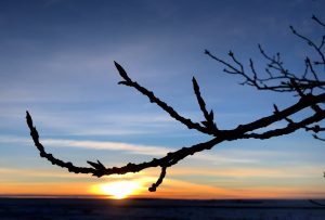 The curve of the branch matches the spread of the sunset and the poplar branches are full of buds.
