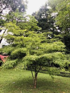 Botanical plant Sikkim garden