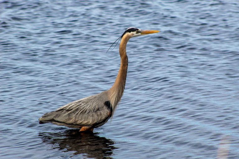 Great Blue Heron in lake