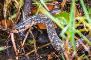 View larger photo: Small snake in the grass