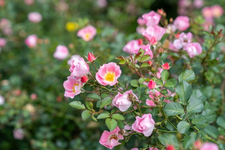 Pink flower