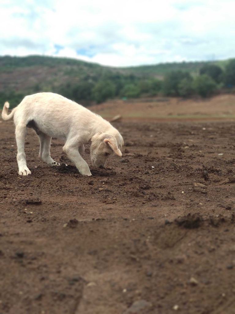 dog playing