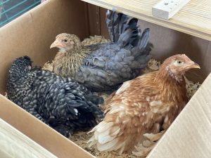 Three chicken pullets in small nesting box (clockwise from top: Crele Penedesenca, golden sex link, and olive egger)
