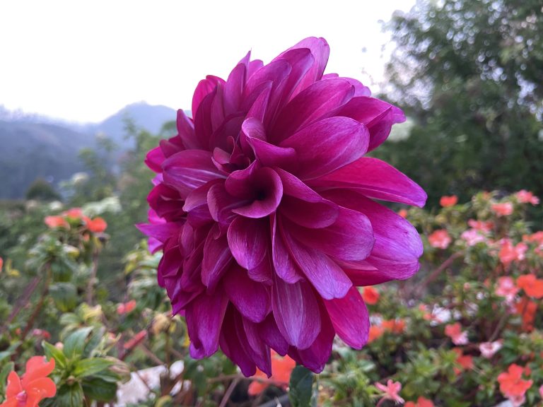 A flower from the misty hilltop of Munnar, Kerala.