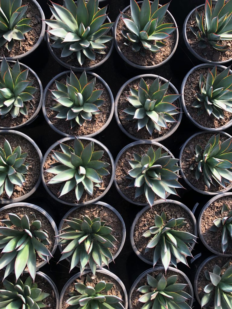 Cactus Rows