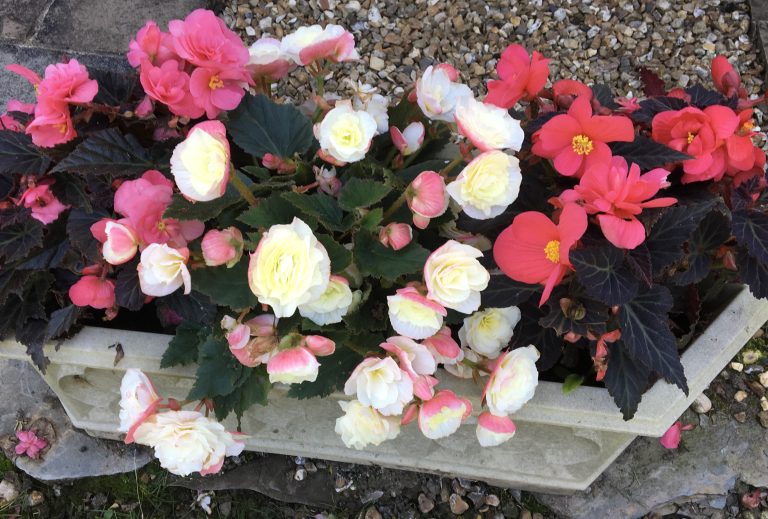 Begonias in soft pastel colors