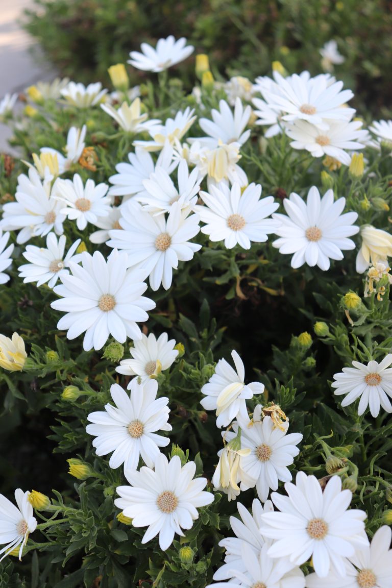 Daisies