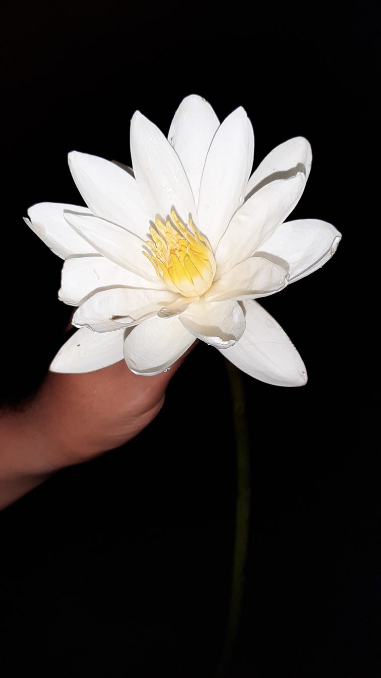 Water lily in hand at night