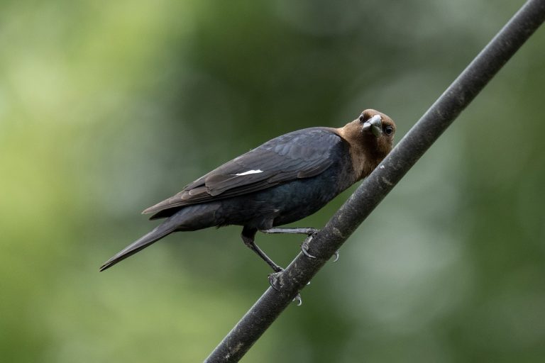 Cowbird cocking its head at the camera