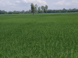 green paddy field
