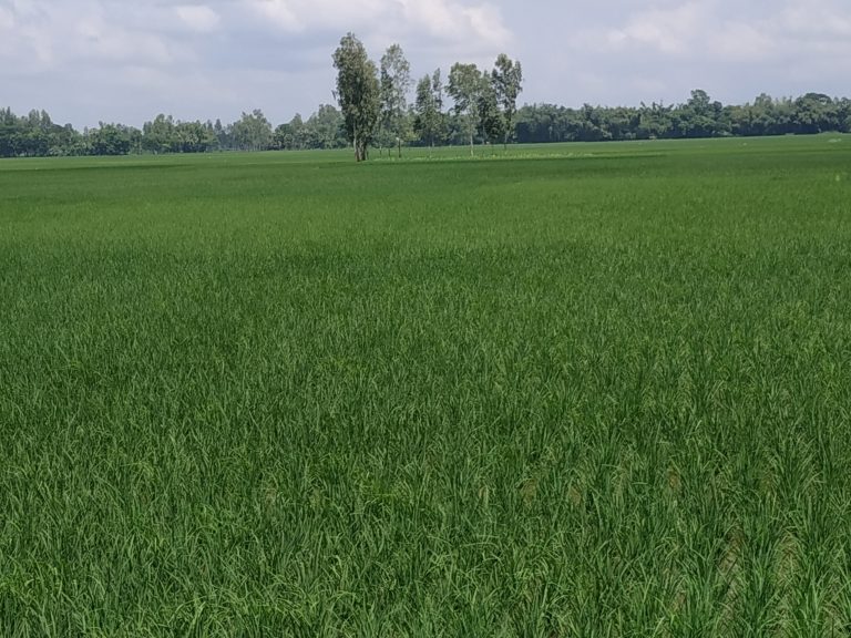 green paddy field