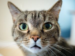 Brown shorthair house cat