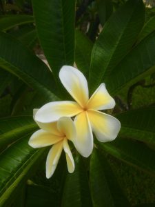 Plumeria